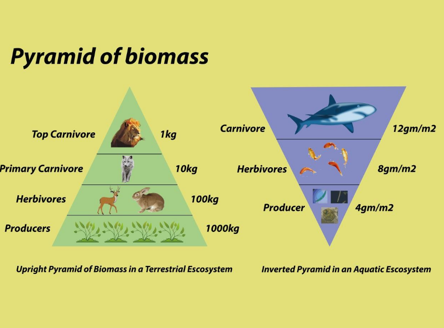 Biomass pyramids