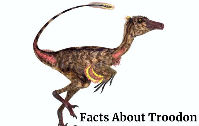 Facts About Troodon